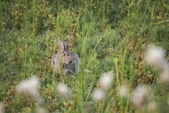 Wild rabbit (Oryctolagus cuniculus) adult, sitting hidden in dense coastal grass and low