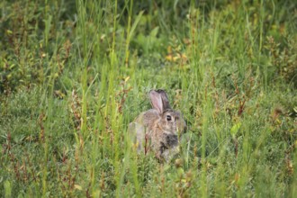 Wild rabbit (Oryctolagus cuniculus) adult, sitting in high coastal grass and low vegetation, side