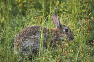 Wild rabbit (Oryctolagus cuniculus) adult, in high coastal grass, lateral profile view between