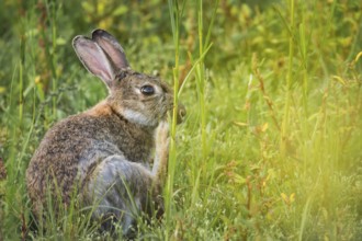Wild rabbit (Oryctolagus cuniculus) adult, sitting in high coastal grass and scratching itself,