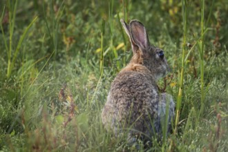 Wild rabbit (Oryctolagus cuniculus) adult, sitting in high coastal grass with its back to the