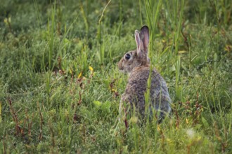 Wild rabbit (Oryctolagus cuniculus) adult, sitting in high coastal grass, lateral profile with