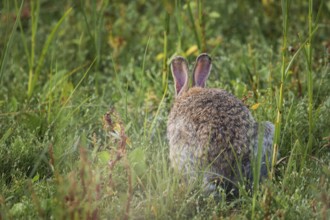 Wild rabbit (Oryctolagus cuniculus) adult, sitting from behind in tall grass, erect ears and fluffy