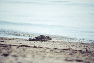 Harbour seal (Phoca vitulina) pup, howler, at the water's edge on a sandy beach, soft light,