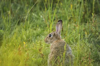 Wild rabbit (Oryctolagus cuniculus) adult, sitting in profile in tall grass, erect ears and alert