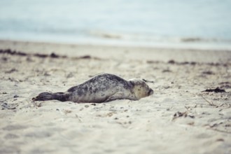 Harbour seal (Phoca vitulina) pup, howler, lying on the beach, side view on sandy ground with sea