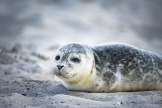 Harbour seal (Phoca vitulina) pup, howler, lying on a sandy beach, close-up with head slightly