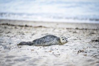Harbour seal (Phoca vitulina) pup, howler, lying on the sandy beach, side view with frontal view of
