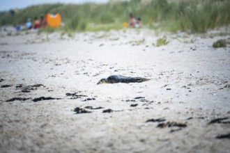Harbour seal (Phoca vitulina) pup, howler, lying on a sandy beach, blurred dunes and people in the