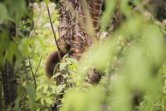 Eurasian squirrel (Sciurus vulgaris), curious looking, climbing on a tree trunk and partially