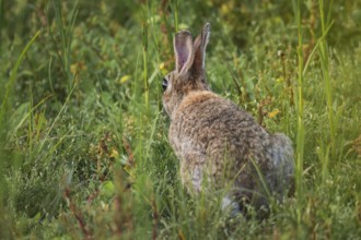 Wild rabbit (Oryctolagus cuniculus) adult, in tall grass with erect ears, lateral view from the