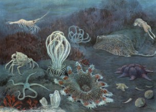Symbolic image of marine fauna, includes the entire animal world in the marine habitat, authentic