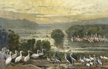 Bird colony on the Upper Nile, Sudan, Africa, authentic reproduction of a school mural, historical,