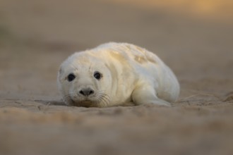 Grey seal (Halichoerus grypus) juvenile baby pup animal resting on a sand dune by a beach in
