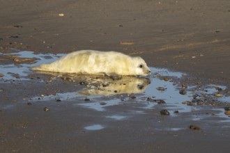 Grey seal (Halichoerus grypus) juvenile baby pup animal with its reflection in water on a beach in