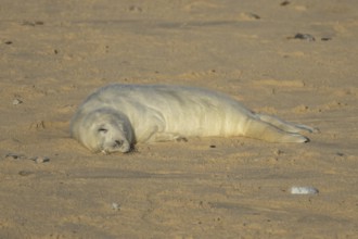 Grey seal (Halichoerus grypus) juvenile baby pup animal sleeping on a sandy beach in winter,