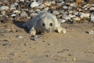Grey seal (Halichoerus grypus) juvenile baby pup animal on a beach in winter, England, United