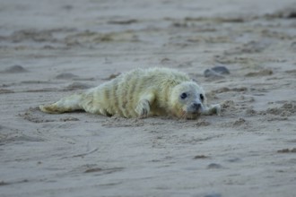 Grey seal (Halichoerus grypus) juvenile baby pup animal resting on a sandy beach in winter,