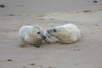 Grey seal (Halichoerus grypus) two juvenile baby pup animals on the sand of a beach in winter,