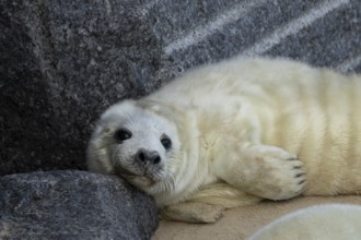 Grey seal (Halichoerus grypus) juvenile baby pup animal resting on a rock on a beach in winter,