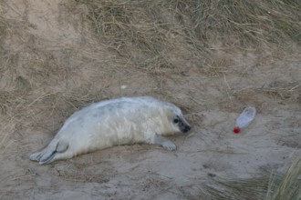 Grey seal (Halichoerus grypus) juvenile baby pup animal resting on a sand dune on a beach in winter