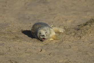 Grey seal (Halichoerus grypus) sleepy juvenile baby pup animal yawning on a sandy beach in winter,