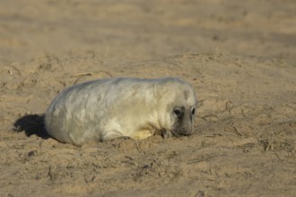 Grey seal (Halichoerus grypus) juvenile baby pup animal resting on the sand of a beach in winter,