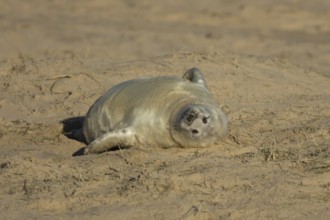 Grey seal (Halichoerus grypus) juvenile baby pup animal sleeping on a sand dune on a beach in