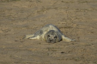 Grey seal (Halichoerus grypus) juvenile baby pup animal sleeping on the sand of a beach in winter,