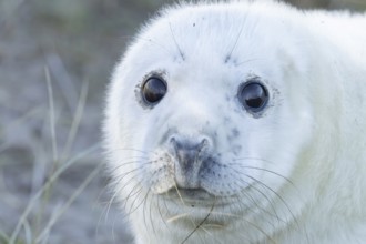 Grey seal (Halichoerus grypus) juvenile baby pup animal head portrait in winter, England, United