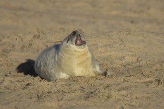 Grey seal (Halichoerus grypus) sleepy juvenile baby pup animal yawning on a sandy beach in winter,