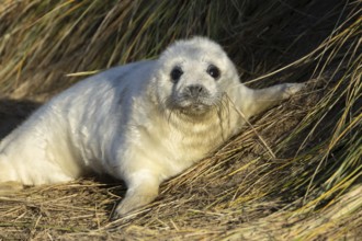 Grey seal (Halichoerus grypus) juvenile baby pup animal sleeping by a sand dune on a beach in