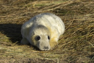 Grey seal (Halichoerus grypus) juvenile baby pup animal resting on a sand dune by a beach in