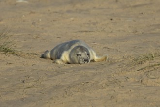 Grey seal (Halichoerus grypus) juvenile baby pup animal sleeping on a sandy beach in winter,