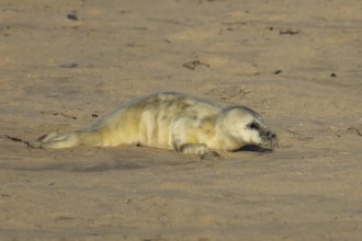 Grey seal (Halichoerus grypus) juvenile baby pup animal on a sandy beach in winter, England, United