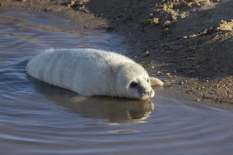 Grey seal (Halichoerus grypus) juvenile baby pup animal resting in water on a beach in winter,