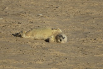 Grey seal (Halichoerus grypus) juvenile baby pup animal resting on a sandy beach in winter,
