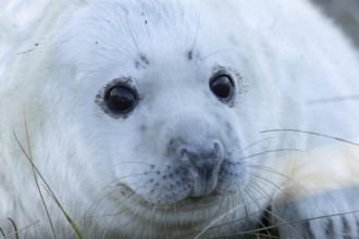 Grey seal (Halichoerus grypus) juvenile baby pup animal head portrait in winter, England, United