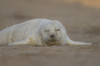 Grey seal (Halichoerus grypus) juvenile baby pup animal sleeping on a sand dune on a beach in