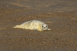 Grey seal (Halichoerus grypus) juvenile baby pup animal resting on a beach in winter, England,