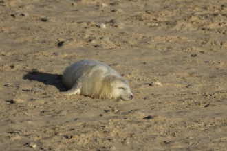 Grey seal (Halichoerus grypus) juvenile baby pup animal sleeping on a sandy beach in winter,