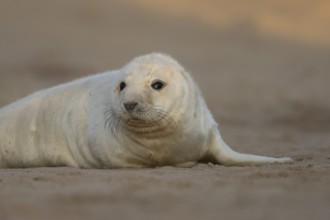 Grey seal (Halichoerus grypus) juvenile baby pup animal resting in a sand dune by a beach in