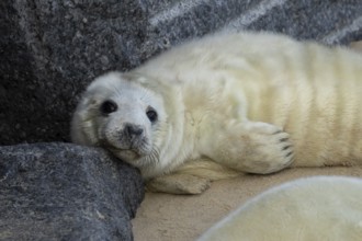 Grey seal (Halichoerus grypus) juvenile baby pup animal resting on a rock on a beach in winter,