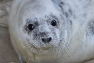 Grey seal (Halichoerus grypus) juvenile baby pup animal resting on a beach in winter, England,