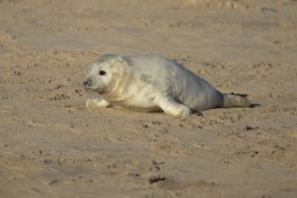 Grey seal (Halichoerus grypus) juvenile baby pup animal on a sandy beach in winter, England, United