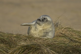 Grey seal (Halichoerus grypus) juvenile baby pup animal resting on a sand dune by a beach in