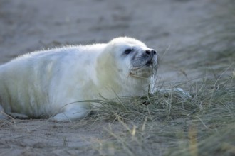 Grey seal (Halichoerus grypus) juvenile baby pup animal resting by a sand dune on a beach in