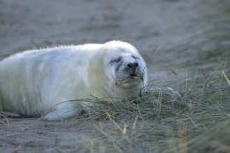 Grey seal (Halichoerus grypus) juvenile baby pup animal sleeping by a sand dune on a beach in