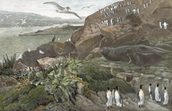 Landscape on the Kerguelen Archipelago, sub-Antarctic archipelago in the southern Indian Ocean,