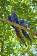 Two blue parrots on a branch with green leaves, one of them tilts its head curiously, Hyacinth